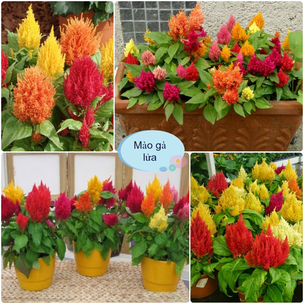 Hạt giống hoa mào gà lửa