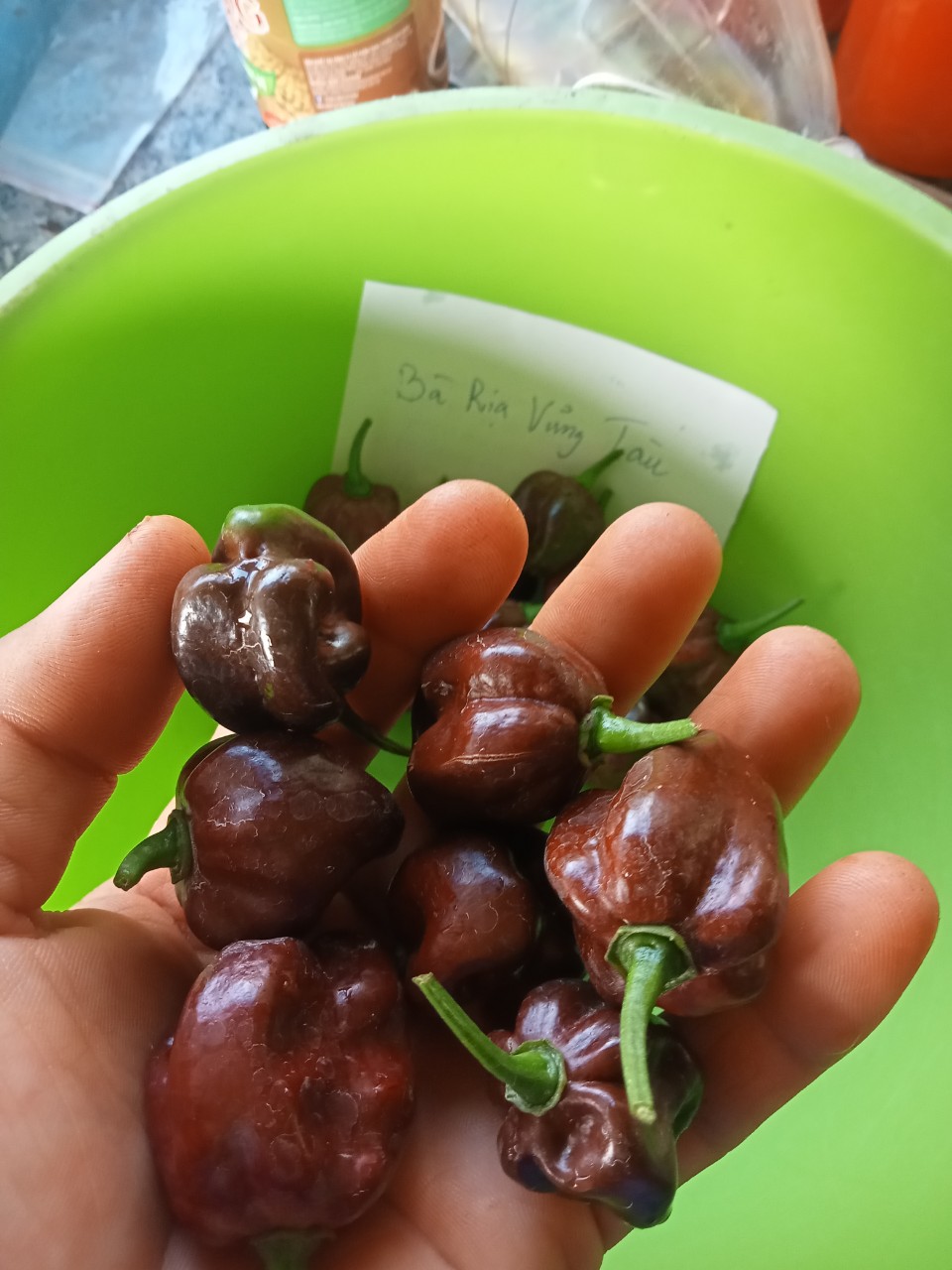 1 trái ớt habanero chocolate tươi
