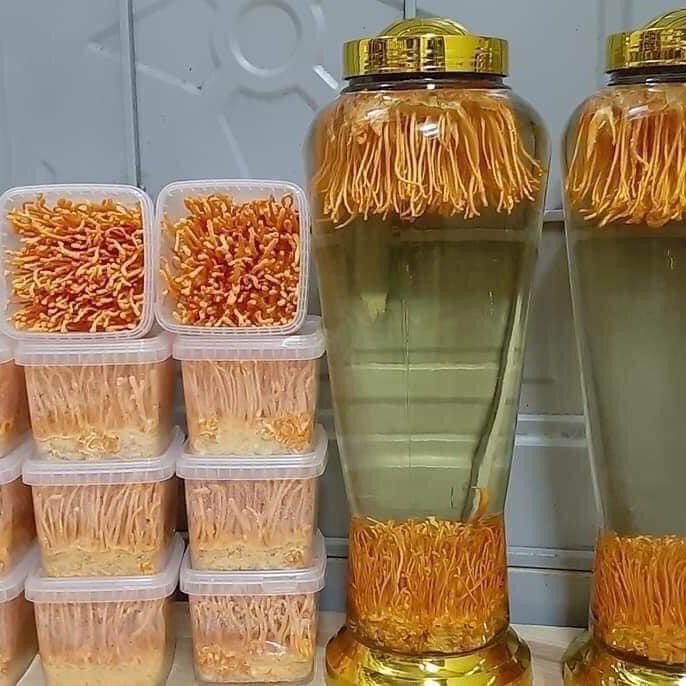 1 HỘP ĐÔNG TRÙNG HẠ THẢO TƯƠI 200gam
