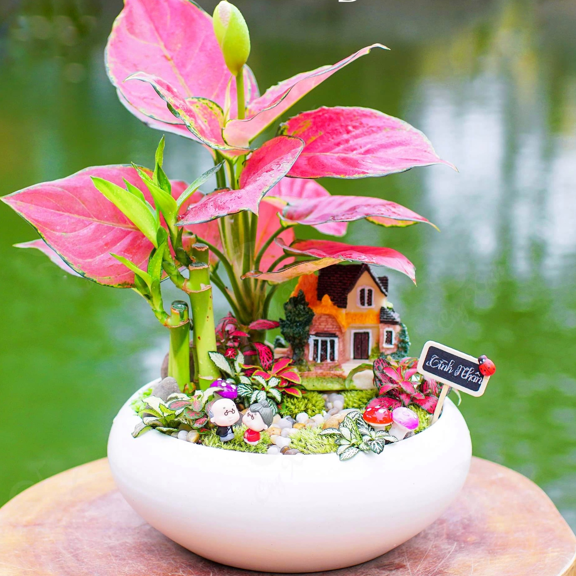 Chậu trồng sen đá, xương rồng, cây bonsai mini hình ang thấp