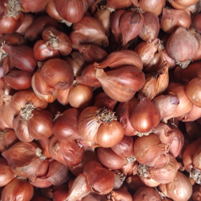 1kg hành chuẩn hành ta bắc thơm ngon hương vị đặc trưng bắc bộ thiên thảo organic