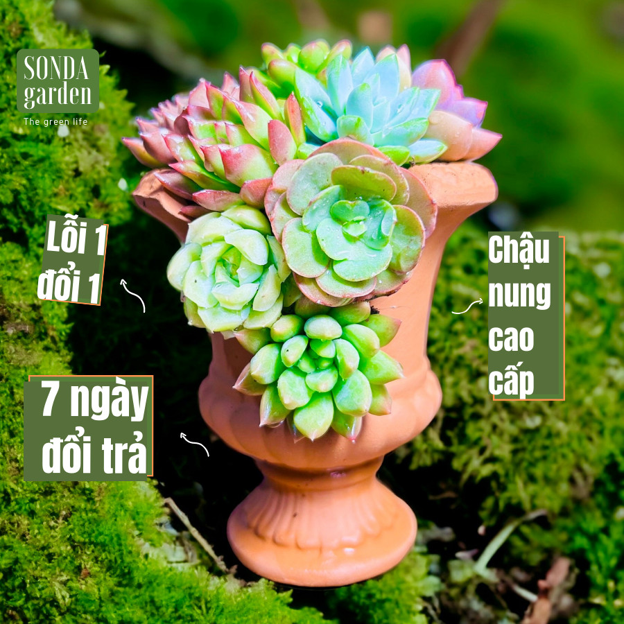 Chậu cúp lá xẻ 10x11cm, Sonda garden, lỗi 1 đổi 1, chậu sen đá đẹp.