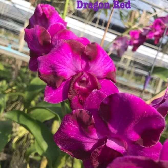 Denro lai cát Dragon red