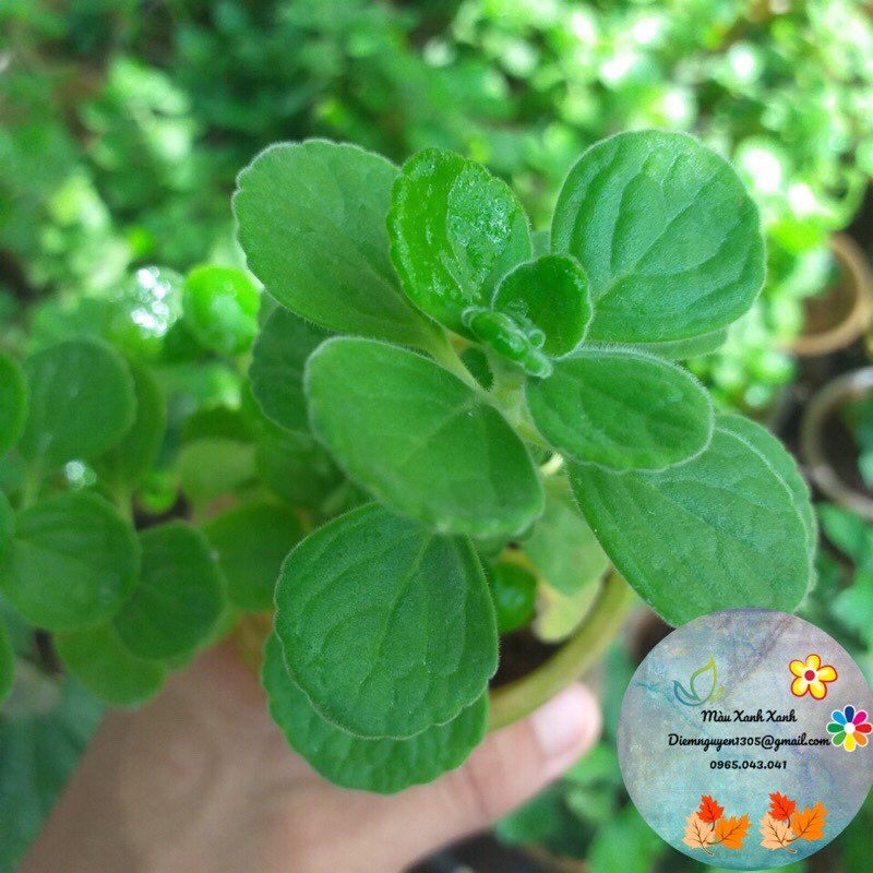 Cây Sen Thơm để bàn 7k/cây