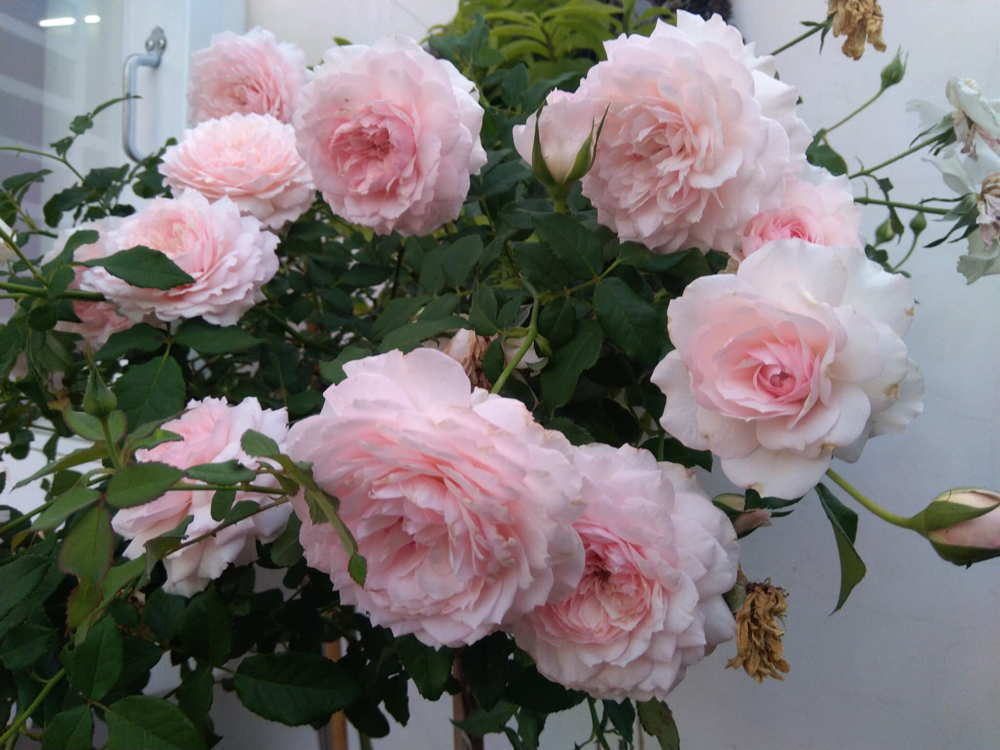 Hạt giống đủ 7 màu hoa hồng hồng ngoại aoi rose nhật bản v1 nhập khẩu