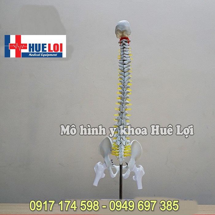 Mô hình giải phẫu xương cột sống 45cm
