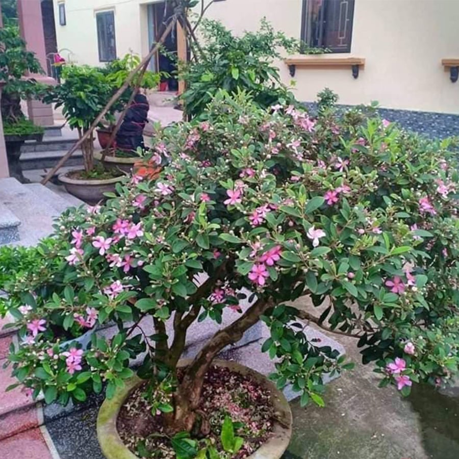 Cây sim tím loại to đẹp