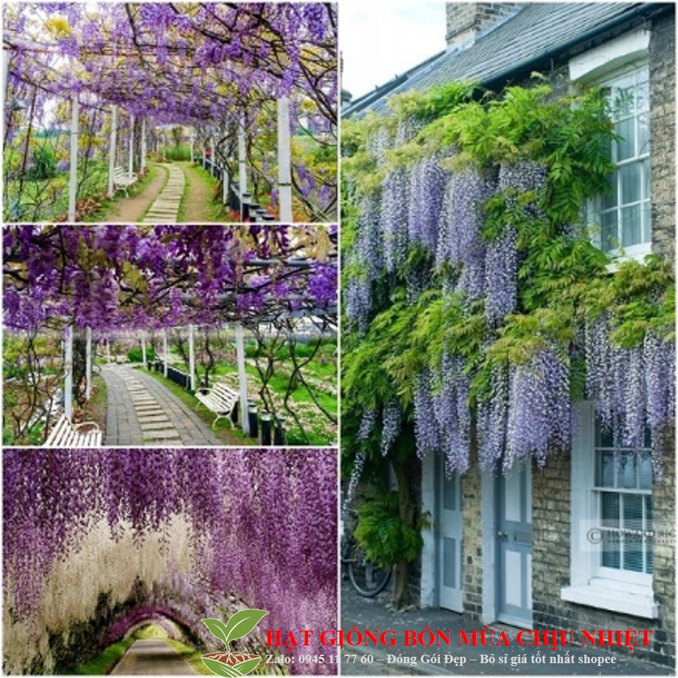 234A Gói 5H - Hạt Giống Hoa Tử Đằng Leo Siêu Hoa Đến Mùa Trồng Tết