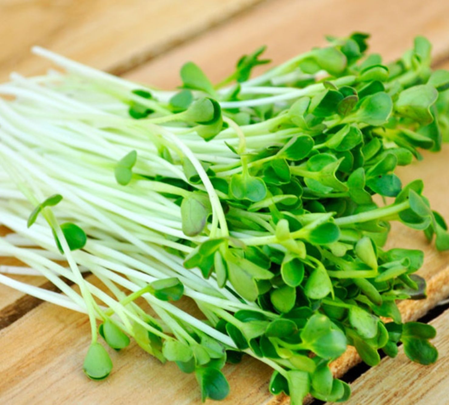[HCM]Hạt giống cải mầm - Sprouting radish gói 30gr