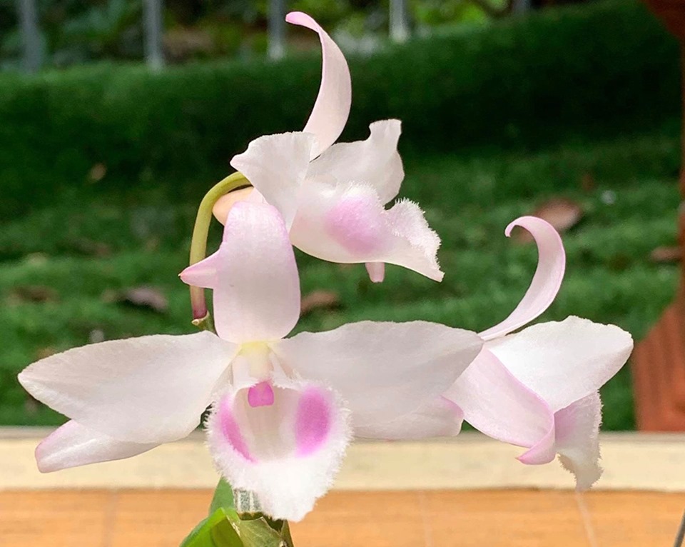 Phi điệp 6 mắt hàng giống