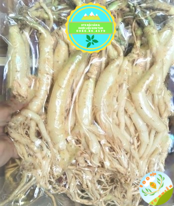 Sâm dây tươi Ngọc Linh - Kon Tum hút chân không