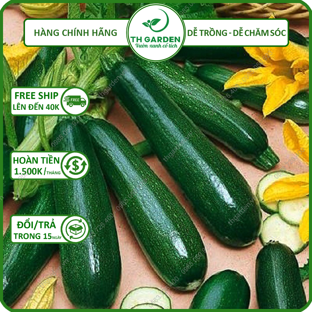 Hạt Giống Bí Ngòi Xanh Hàn Quốc ( Bí Ngồi Xanh) TH Garden - Hạt Giống Dễ Trồng Dễ Chăm Sóc, Năng Suất Cao