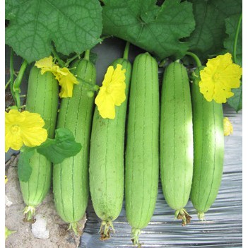 HẠT MƯỚP DÀI 20