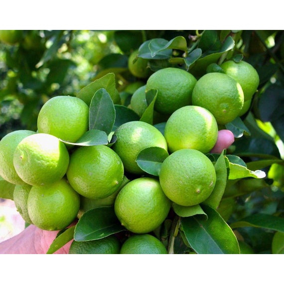 Cây Giống Chanh Giấy siêu sớm