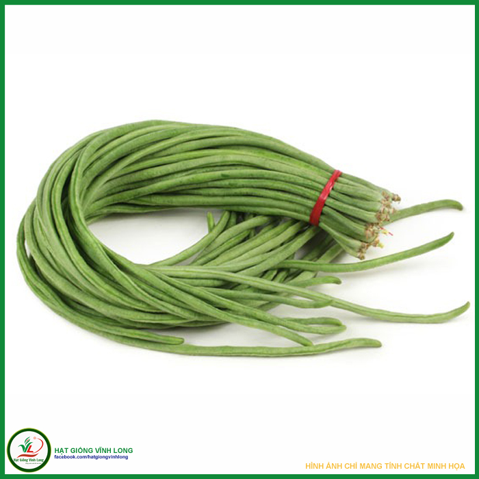 Hạt giống đậu đũa hạt đen rd 667 - 20g