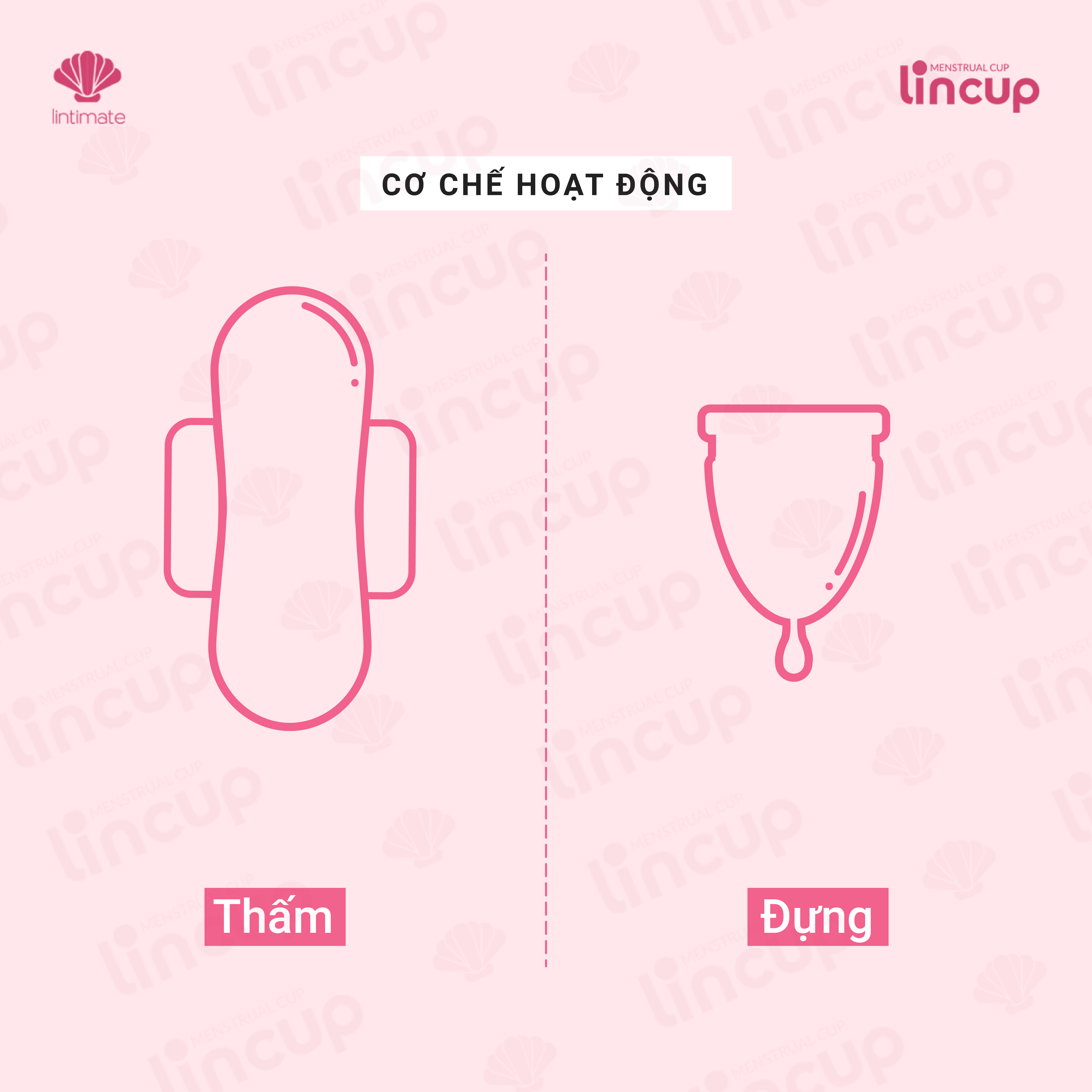 Cốc nguyệt sang lincup tang ddvs phu nu