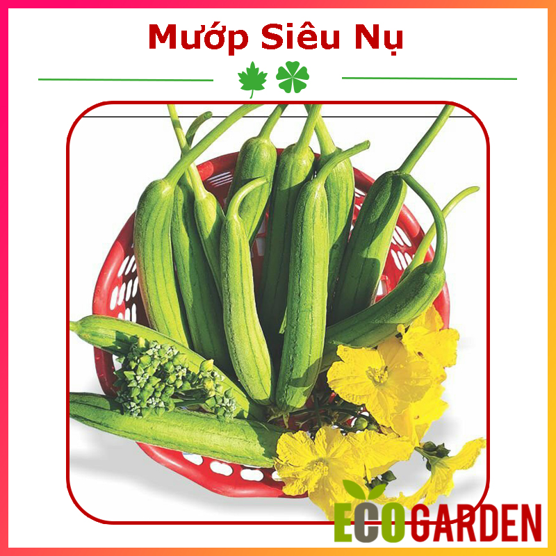 Hạt giống mướp siêu nụ