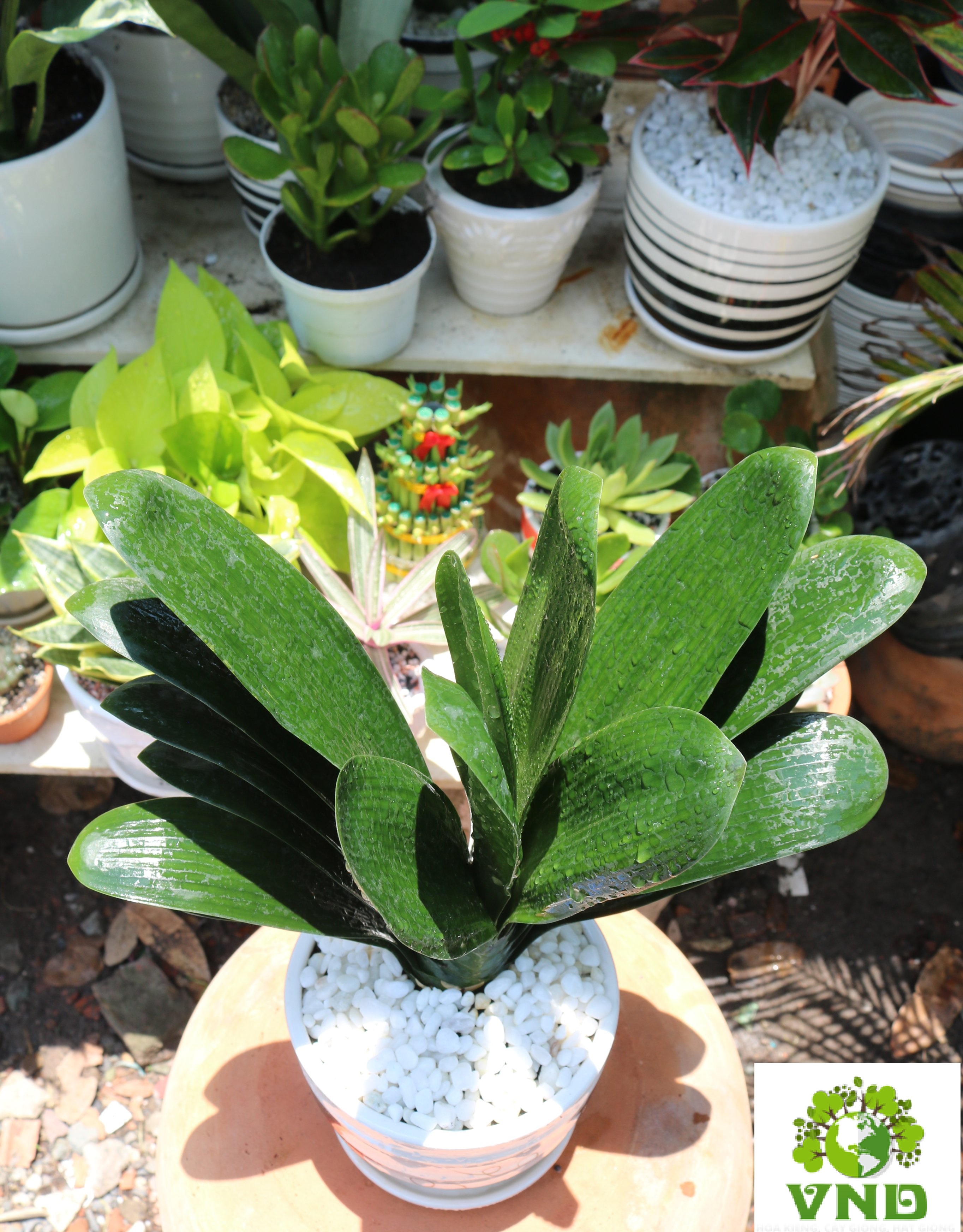 Chậu Sứ cây Lan Quân Tử