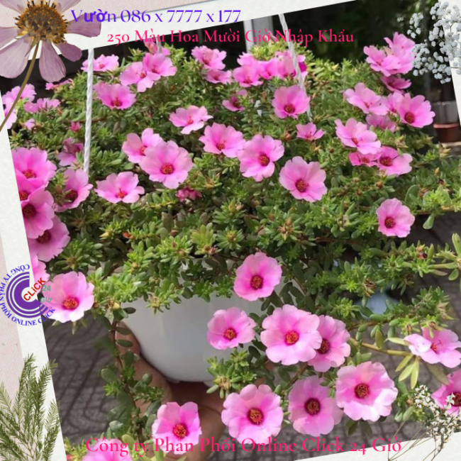 500g hoa mười giờ sam giọt nước đủ 5 màu giống mới đẹp lạ 0867777377