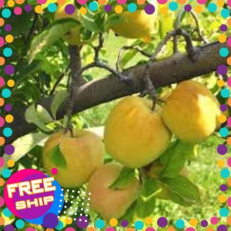 Cây giống Táo Đào Vàng cây giống chuẩn hàng F1 sai quả, năng suất cao