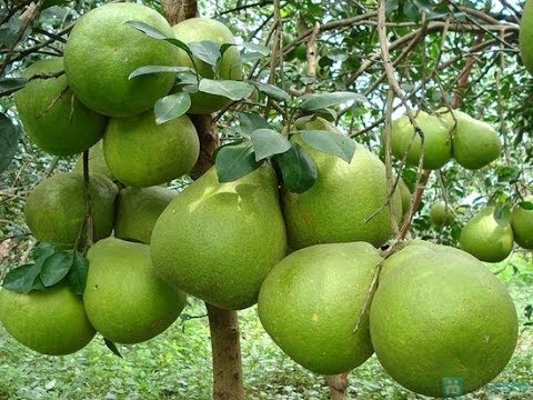 CÂY GIỐNG BƯỞI DA XANH SIÊU NGON SIÊU QUẢ- CAM KÊT GIỐNG CHUẨN F1