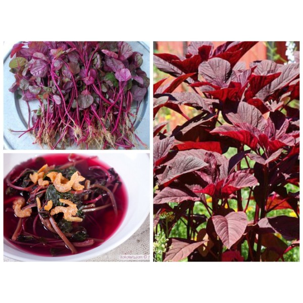 Hạt giống rau dền đỏ cao sản dễ trồng - 20 gram, chất lượng sản phẩm đảm bảo và cam kết hàng đúng như mô tả