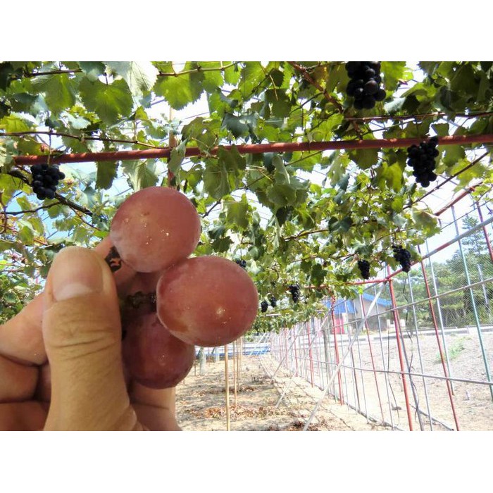 Hạt giống Nho Ruby Roman 5 hạt