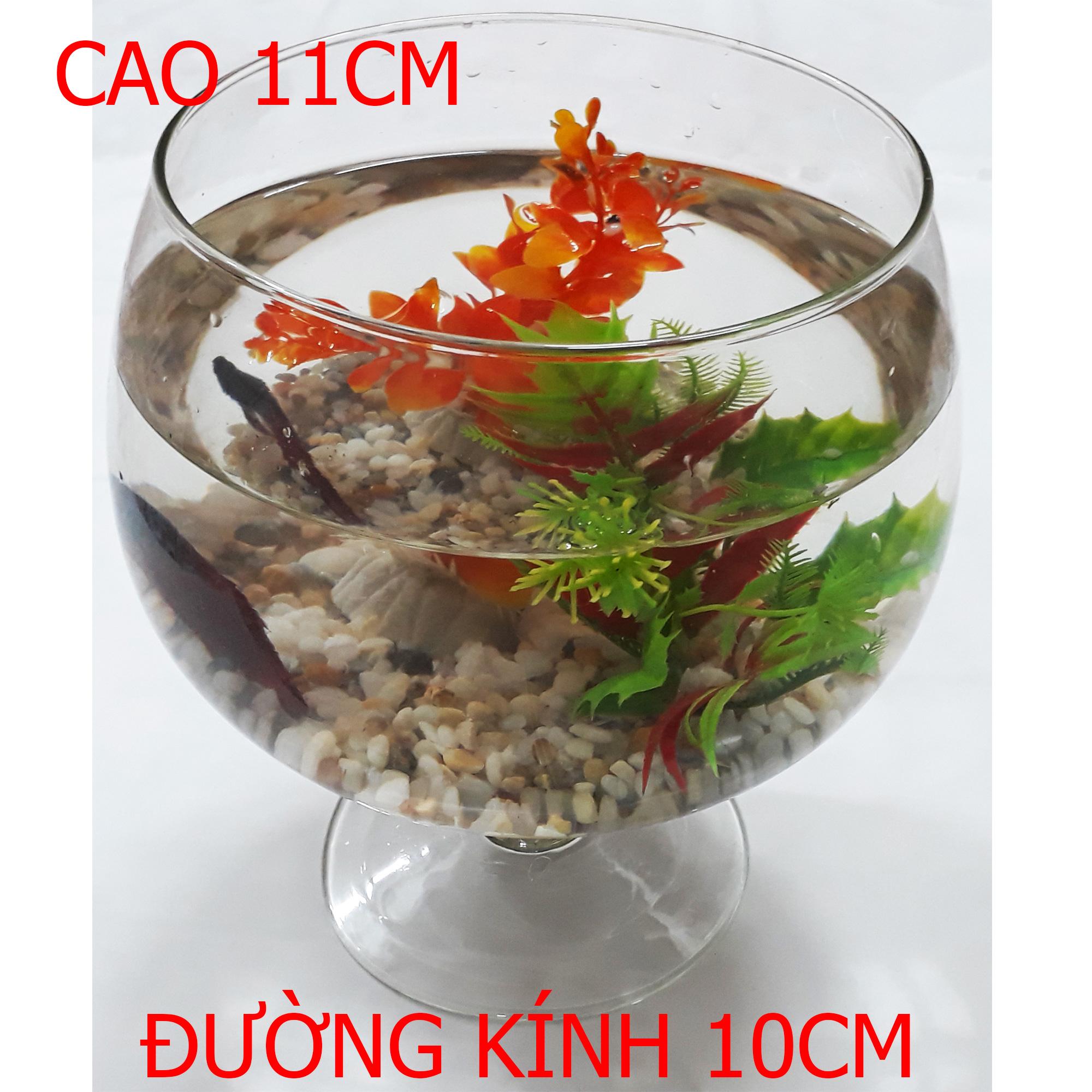 Bể cá ly mini - hồ cá để bàn - chậu cá thủy tinh lc-4 11x10x10