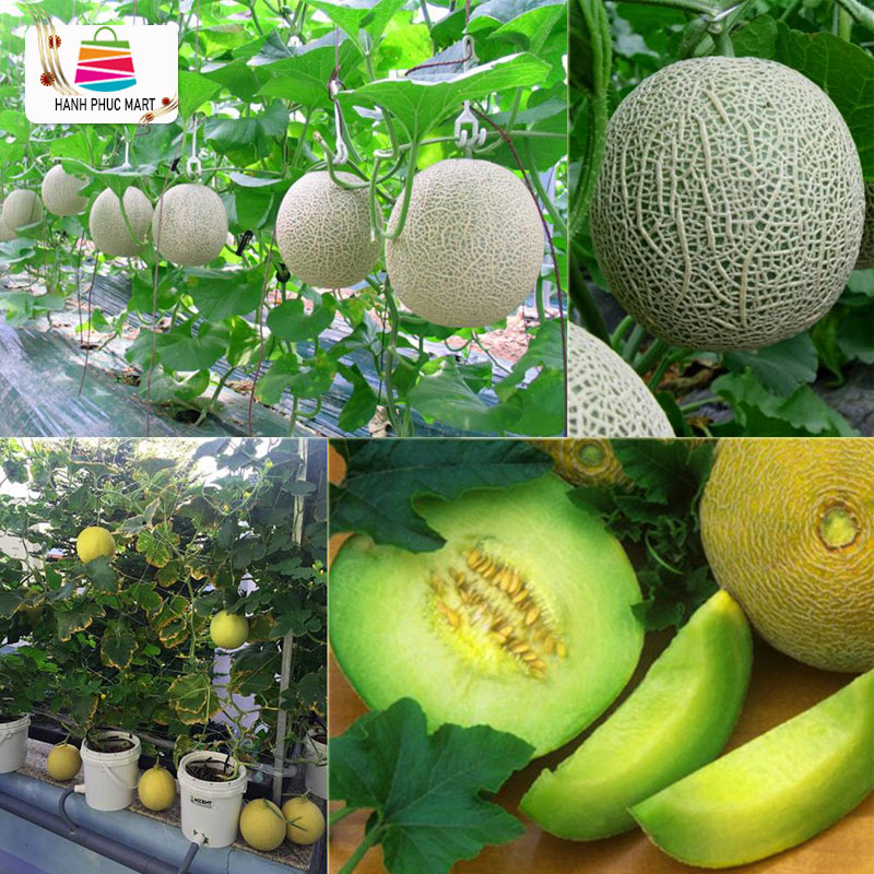 [HCM]Hạt giống dưa lưới PN F1- PhuNongSeeds