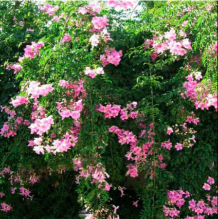 [Cây giống hoa] hồng thiên hương (cây leo) - Trang Flowers