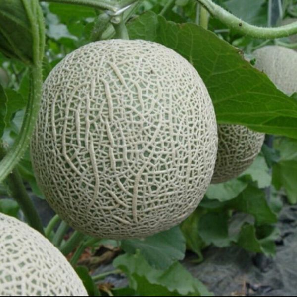 10 Hạt Dưa Lưới Xanh