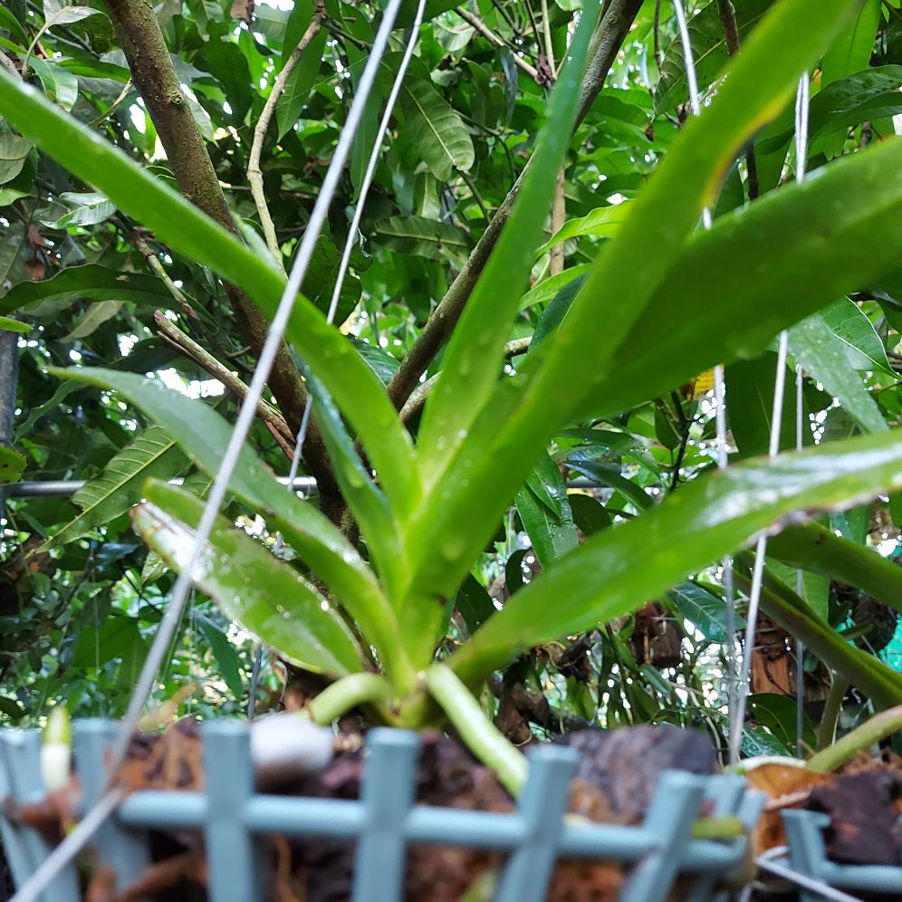 Hoa lan nhạn tháng 04 đã thuần