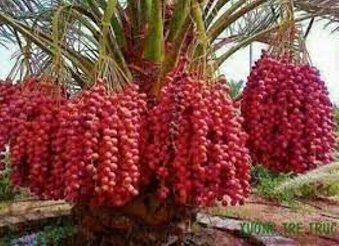 Conbo 5 cây trà là giống chuẩn