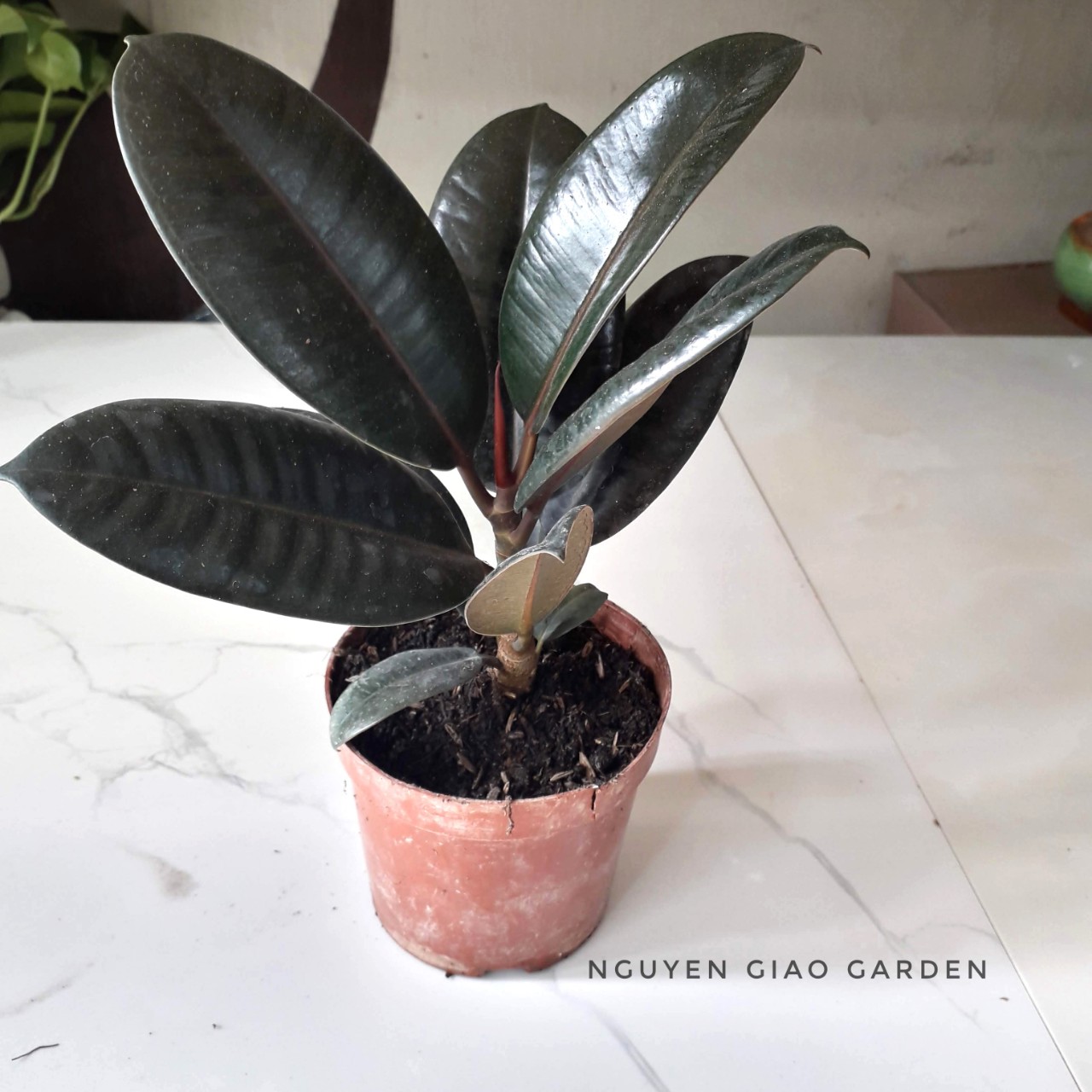 Cây đa búp đỏ trang trí sân vườn, dễ chăm sóc