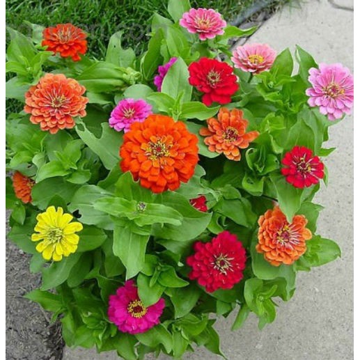 [HCM]Hạt Giống Hoa Hoa Cúc Lá Nhám Nhiều Màu