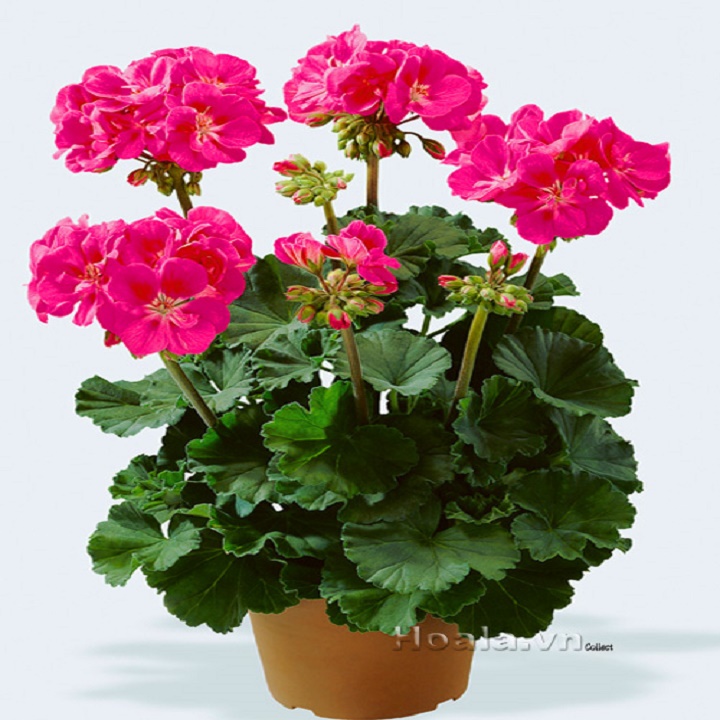 CÂY HOA PHONG LỮ THẢO - CÂY ĐANG NỤ