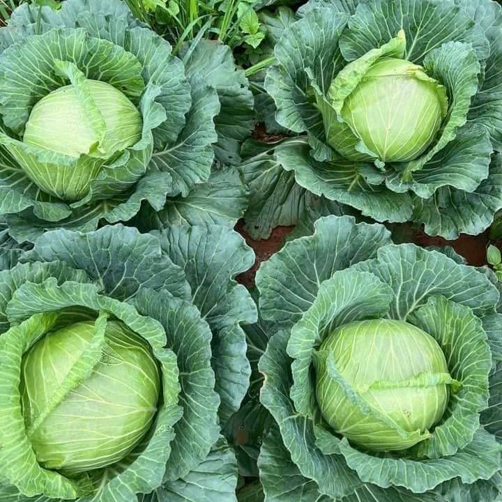 1gr hạt giống bắp cải quận chặt đậm đà copenhagen - tane garden