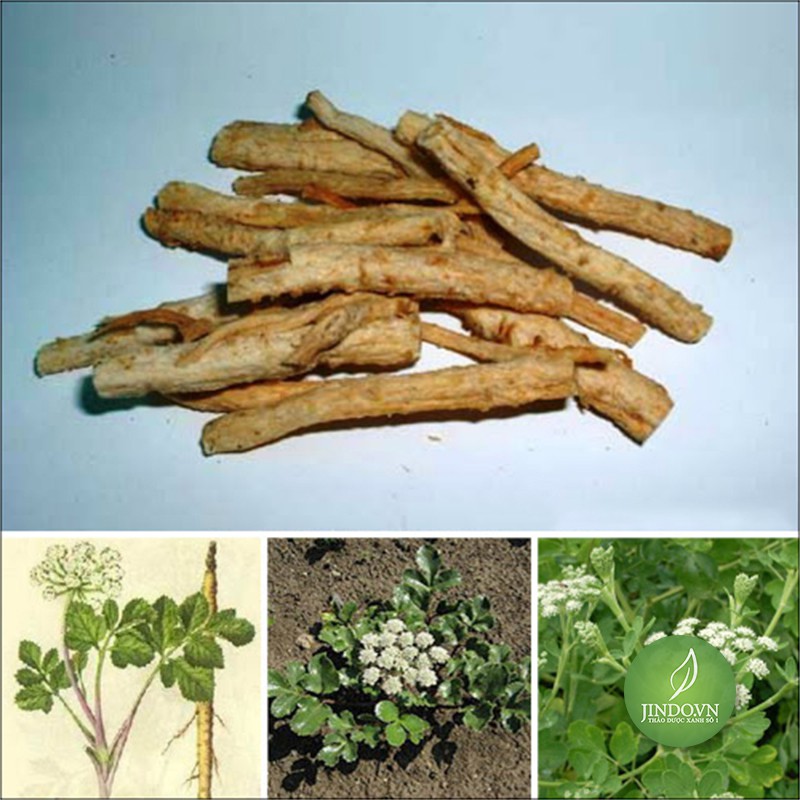 1KG Sa sâm - EG332 sasam