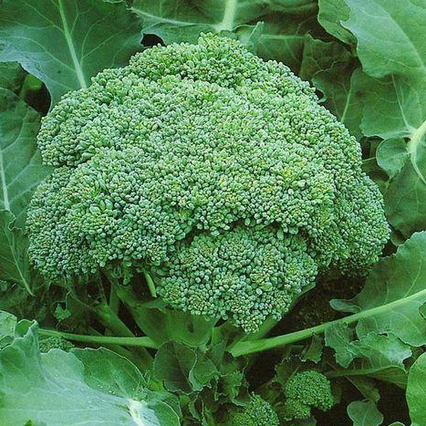 [HCM]0.2g Hạt Giống Bông Cải Xanh (Súp Lơ Xanh)