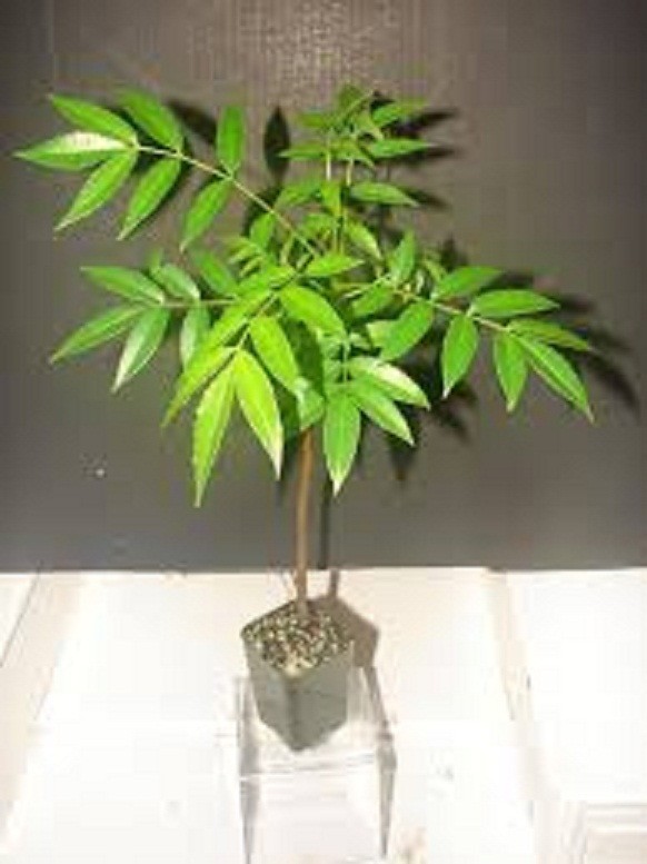 vFuAzw4lHgKRgCqdrzUQ_simg_d0daf0_800x1200_max.jpg
