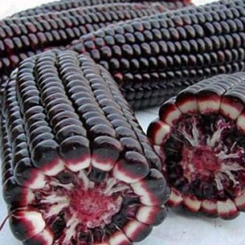 Bộ 3 Túi Hạt Giống Ngô Nếp Tím Loại Tốt. Mỗi Túi 30 Hạt  - Chất Lượng Cao