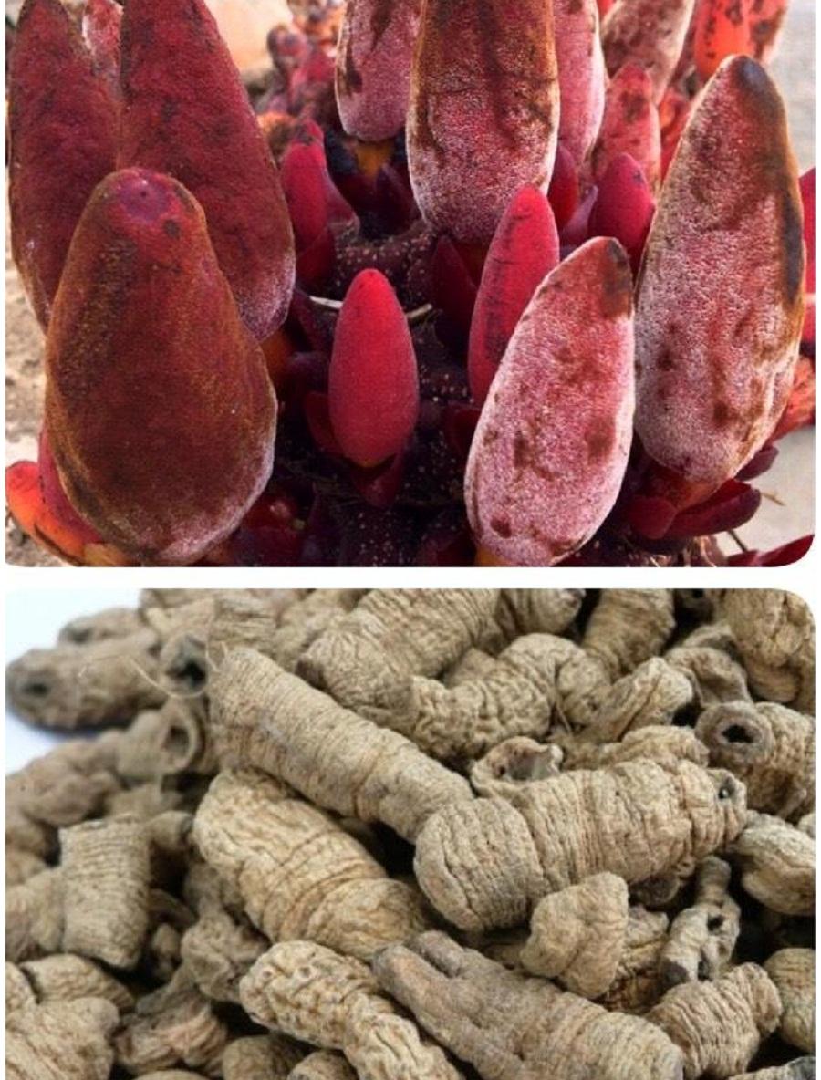 400g ComBo Nấm Ngọc Cẩu, Ba Kích, Dâm Dương, Sâm Cau