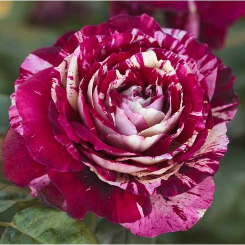 GỐC GIỐNG hoa hồng pháp gốc đại, giá siêu rẻ 15k