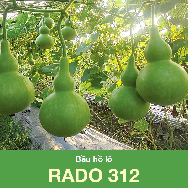 [Ảnh thật] Hạt Giống Bầu Hồ Lô 312 Dễ trồng, dễ chăm sóc, sai trái, nhanh thu hoạch, năng suất cao