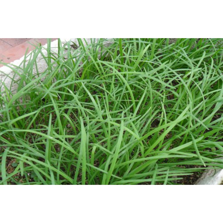 500 hạt giống hẹ lá duyên hải