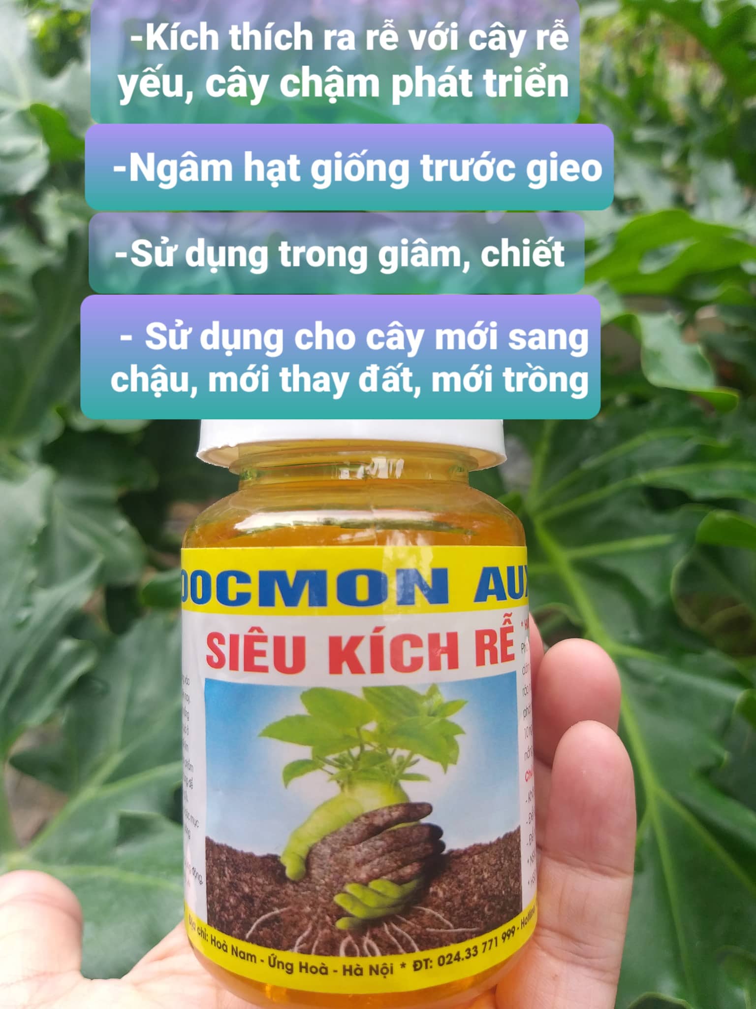 Kích rễ cực mạnh, Auxin siêu kích rễ cho cây trồng