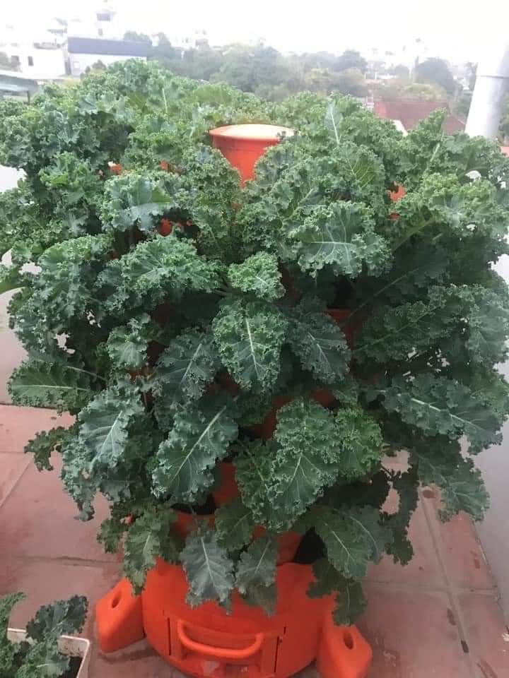 [HCM]Tháp trồng rau hữu cơ Eco Việt Nam