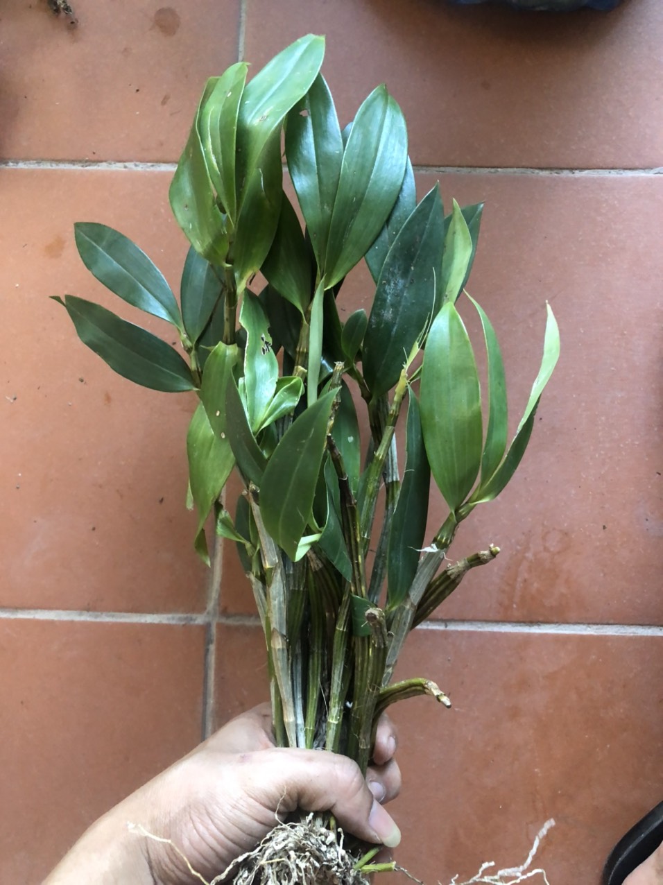 lan rừng kiều tua bó 200g 55k