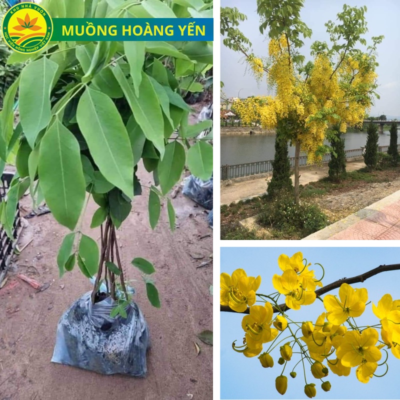 Cây giống phong linh vàng, tím, hồng, giống cây công trình mang nhiều ý nghĩa phong thủy, mang tài lộc đến cho gia chủ