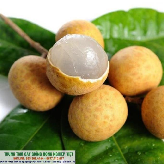 Cây nhãn lồng hưng yên ghép sớm
